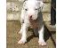 PoulaTo: Αμερικανικά κουτάβια τεριέ Pit Bull ..